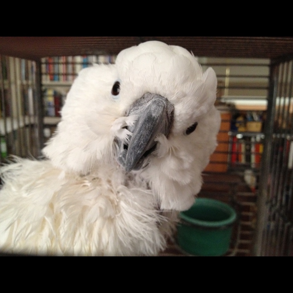 Meet your Posher, Holly